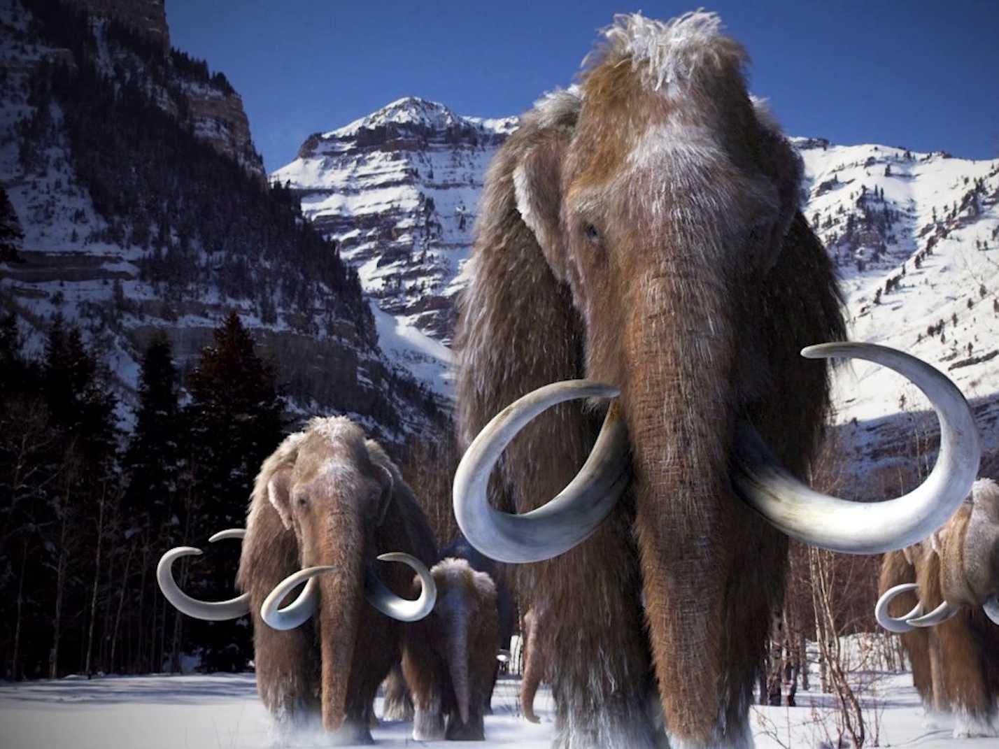 mammoth website