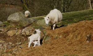 Spring Sheep3