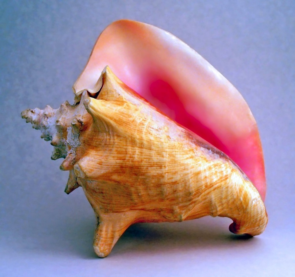fish shell theme